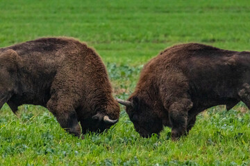 
impressive giant wild bison fighting with each other in the autumn scenery