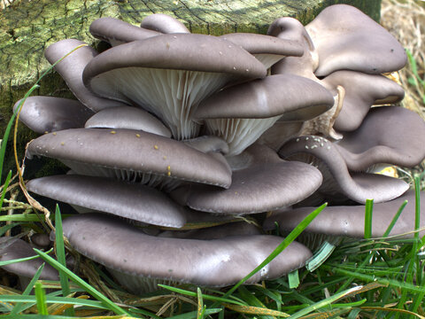 Setas de chopo (Pleurotus ostreatus) creciendo en un tronco.