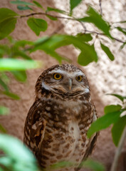 Living Desert Zoo Gardens State Park