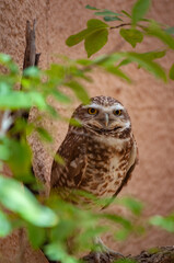 Living Desert Zoo Gardens State Park