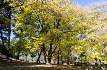Naklejka premium El otoño.