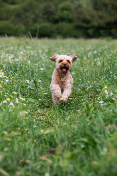 Portrait of a red coated young Cavapoo running in a meadow.