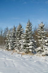 Snow Covered Trees in Pylypow