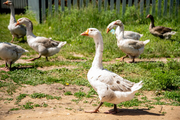 white and gray geese