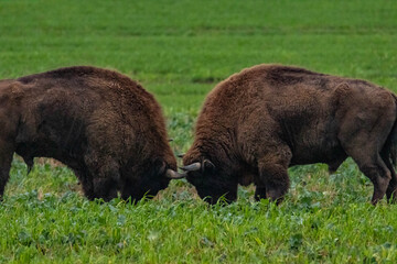 
impressive giant wild bison fighting with each other in the autumn scenery