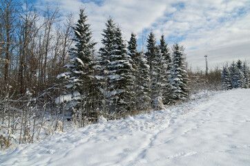 Snow Covered Trees in Pylypow