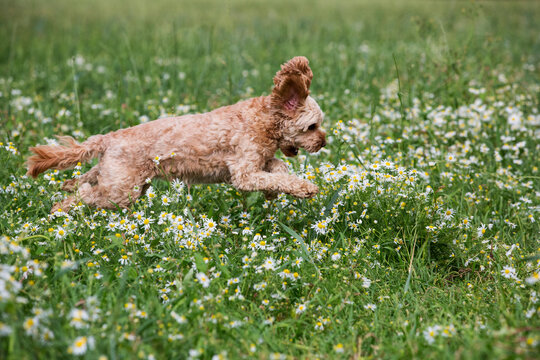 Portrait of a red coated young Cavapoo running in a meadow.