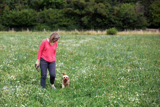 Woman walking in meadow with red coated young Cavapoo.