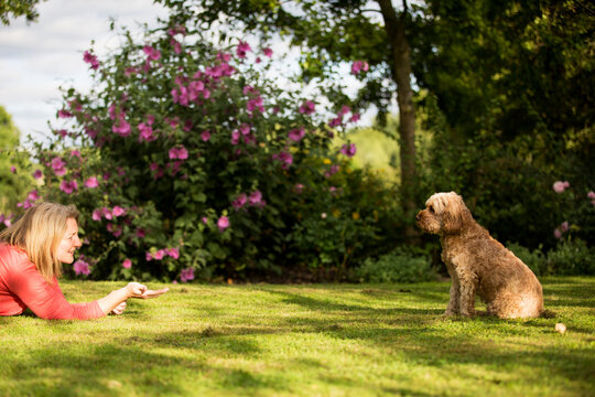 Woman lying on lawn in a garden, playing with red coated young Cavapoo.
