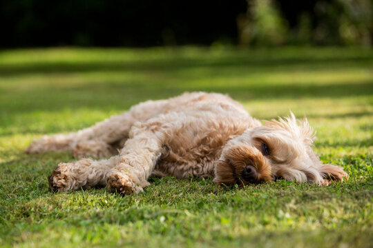 Portrait of a red coated young Cavapoo lying on a lawn.