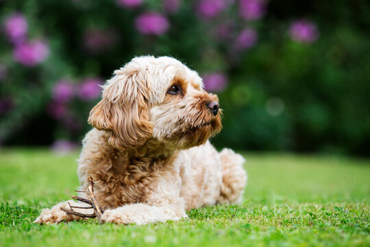 Portrait of a red coated young Cavapoo lying on a lawn.