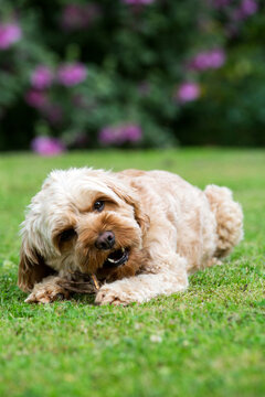 Portrait of a red coated young Cavapoo lying on a lawn, chewing stick.