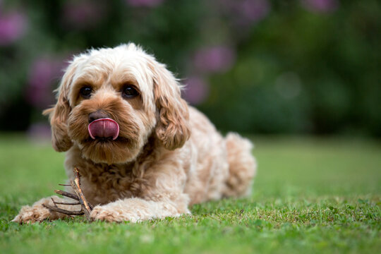 Portrait of a red coated young Cavapoo lying on a lawn.