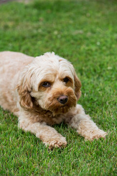 Portrait of a red coated young Cavapoo lying on a lawn.
