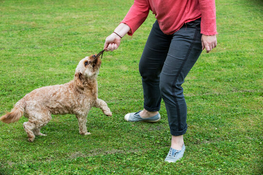 Woman standing in a garden, playing with red coated young Cavapoo.