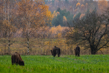 
impressive giant wild bison grazing peacefully in the autumn scenery