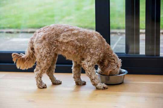 Young Cavapoo with fawn coat standing indoors, eating from metal bowl.