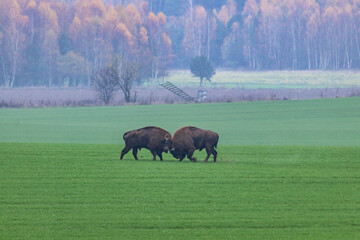 
impressive giant wild bison grazing peacefully in the autumn scenery