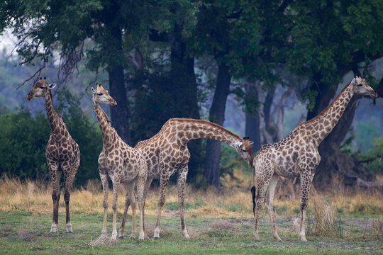 Small group of South African Giraffes, Camalopardalis Giraffa, Moremi Reserve, Botswana, Africa.