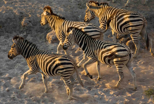 Herd of Burchell's Zebras running in the Moremi Reserve, Botswana.
