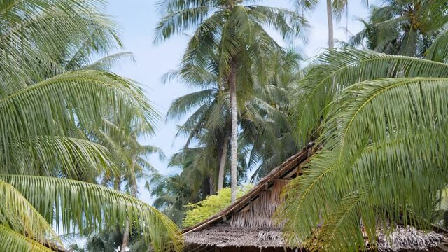 Ultra slow motion shot tilt down from palm trees to woman in white dress standing in front of beach bungalow at Asu Island, North Sumatra, Indonesia