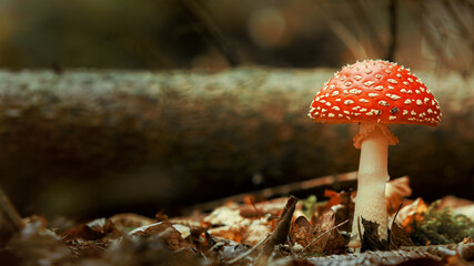 fly agaric mushroom