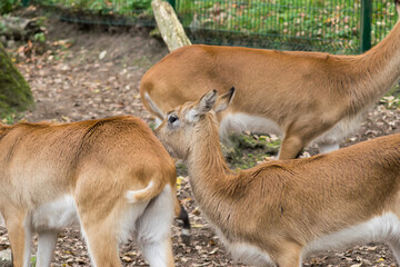 Naklejka na ściany i meble Female deer in close-up in zoo yard