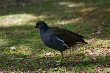 Bird in a park 19