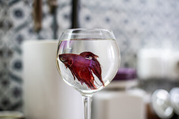 fighting Cockerel aquarium fish