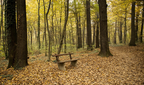 Bench in deals woods