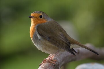 European robin (Erithacus rubecula) stands on stick. Czech Republic. Europe.