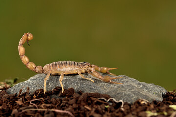 escorpión acechando en una piedra con fondo verde (Buthus occitanus) Marbella Málaga España 
