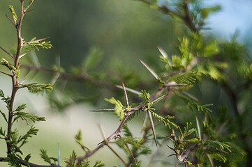 naturaleza, plantas y flora, fondos, paisajes