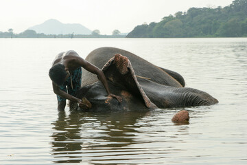 Fototapeta premium Dambulla, Sri Lanka 4.9.2006 mahout washing his elephant in lake in afternoon