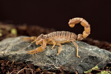 escorpión acechando en una piedra con fondo negro (Buthus occitanus) Marbella Málaga España 