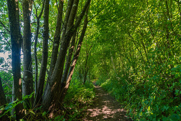 Beautiful hike on the Klosterweiher Weg near Salem