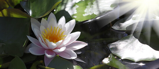 Image of a beautiful lotus flower on the water close-up - obrazy, fototapety, plakaty