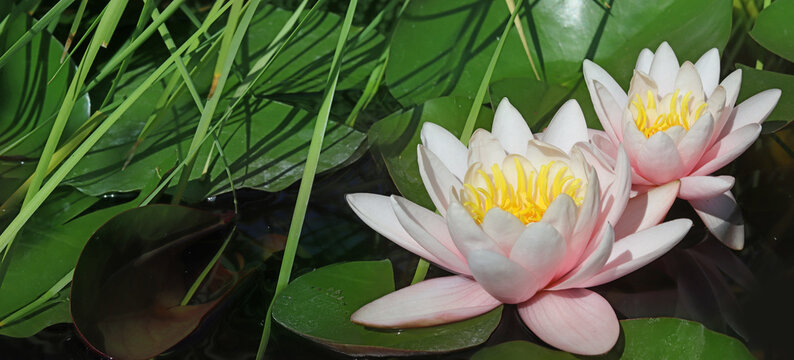 Image of a beautiful lotus flower on the water close-up