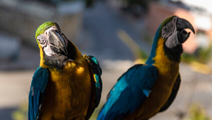 Guacamayas en Caracas
