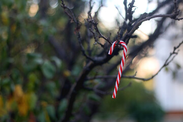 Candy cane decoration on a tree outdoor. Selective focus.