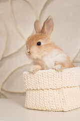cute redhead little rabbit on a light background
