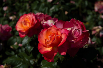 Red pink roses in the garden