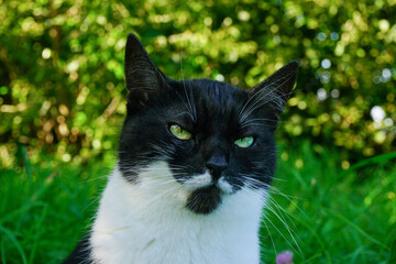 black and white domestic cat on a blurry natural green background, large portrait of a cat