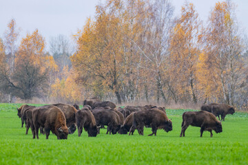 
impressive giant wild bison grazing peacefully in the autumn scenery
