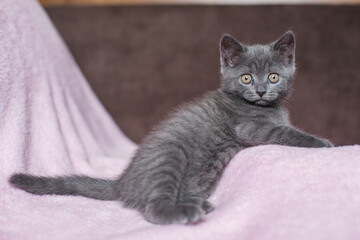 beautiful grey kitten on a pink background

