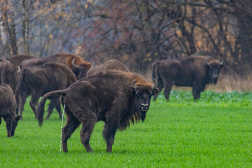 
impressive giant wild bison grazing peacefully in the autumn scenery
