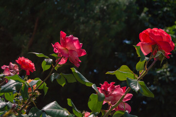 Red roses in the garden