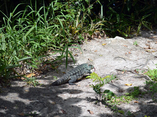 Brazilian lizard, Bombinhas beach, Santa Catarina, Brasil.