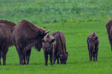 
impressive giant wild bison grazing peacefully in the autumn scenery
