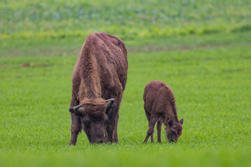 
impressive giant wild bison grazing peacefully in the autumn scenery
